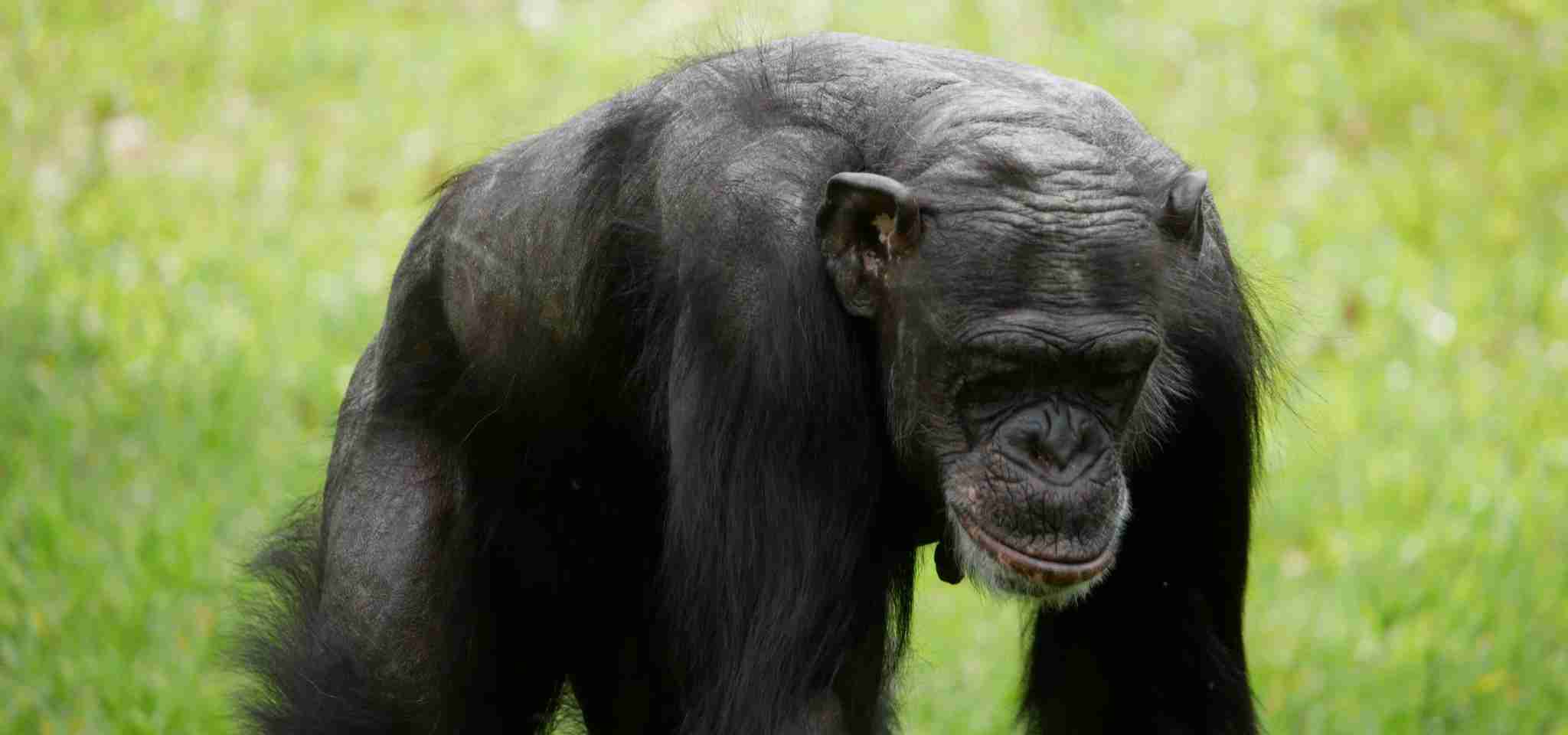 Chimpanzee