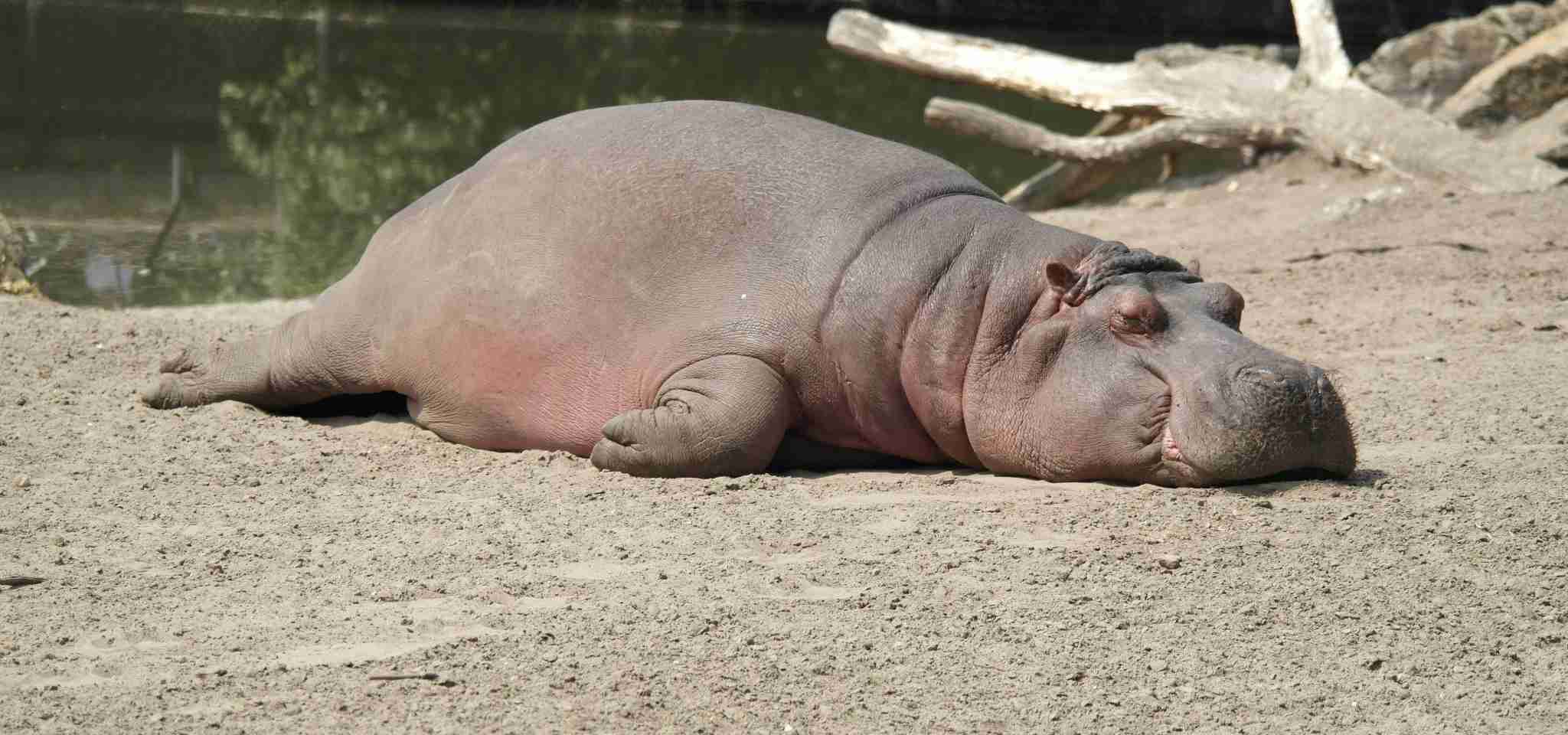 Hippo resting in the hot sun