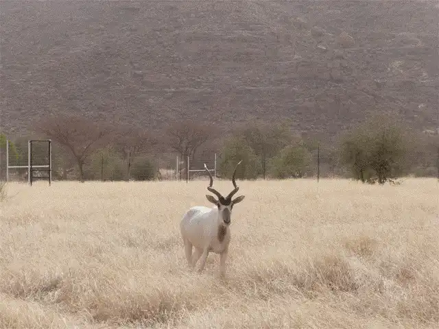 addax2.gif