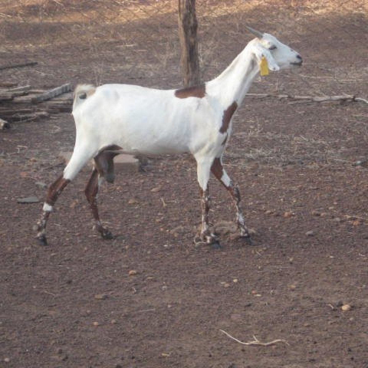 The goat from the Sahel