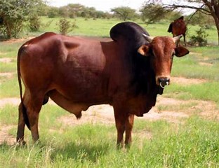 Race bovine Azawak
