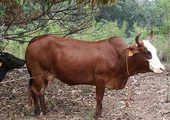 yakanaye