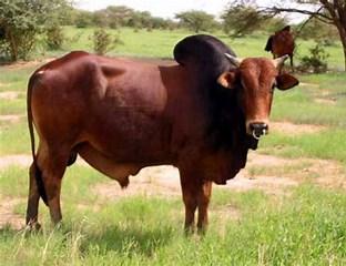 Azawak cattle breed